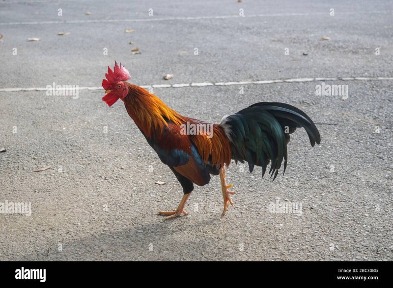 Chicken road gokspel in Netherlands Chicken road gokspel in Netherlands